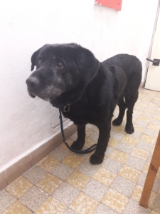 Kříženec černého labrador