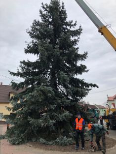Vánoční strom pro Benátky 2018