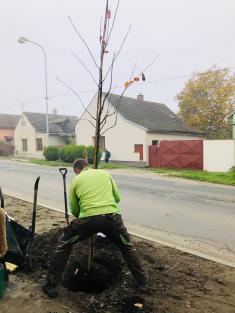 Výsadba stromů v ulici Pražská