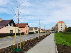 Výsadba stromů v ulici Pražská