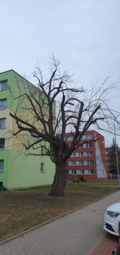 Ošetřování zeleně - rok 2025&nbsp;2